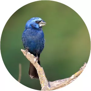 Ultramarine grosbeak