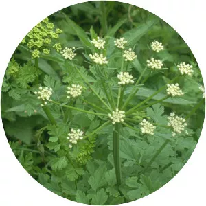 Umbellifers
