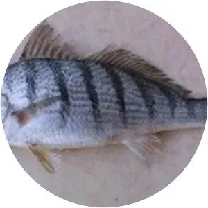 Umbrina coroides - 