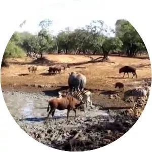 uMkhuze Game Reserve - 