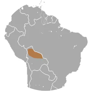 Unduavi gracile opossum - Animal