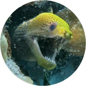 Undulated moray