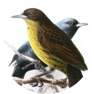 Unicolored blackbird - Bird