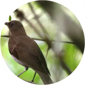 Unicolored thrush - Bird
