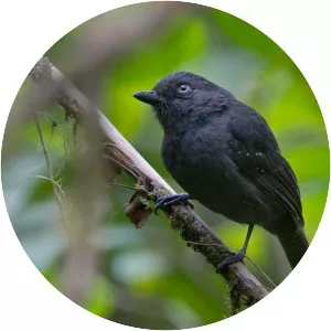 Uniform antshrike