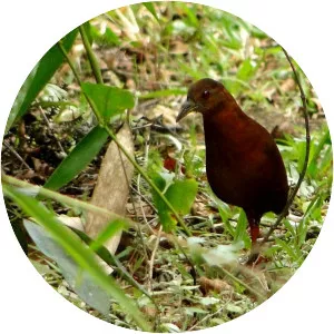 Uniform crake - 