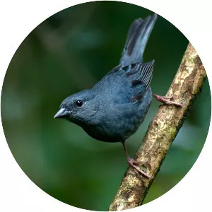 Uniform finch - Bird