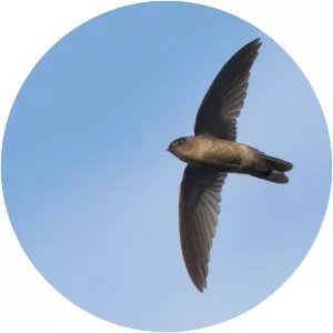 Uniform swiftlet - Bird