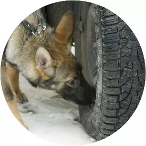 United States v. Place