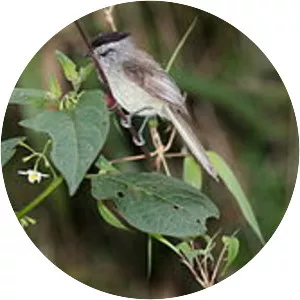 Unstreaked tit-tyrant