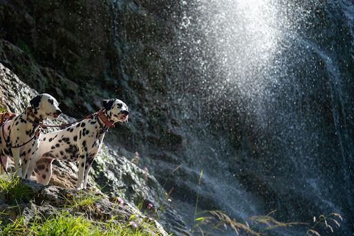 Unterer Wasserfall Zipfelsbach - Hiking area in Bad Hindelang, Germany