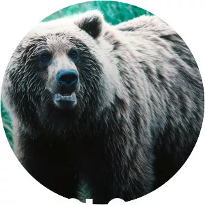 Up Close and Dangerous - TV program