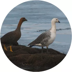 Upland goose - Birds
