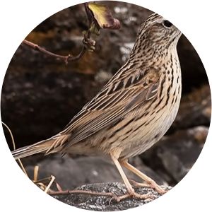 Upland pipit - Birds