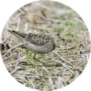 Upland sandpiper