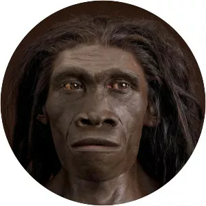 Upright man - Primate