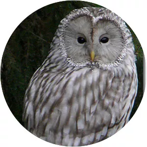 Ural owl
