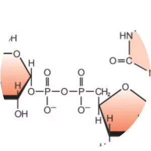 Uridine diphosphate galactose - 