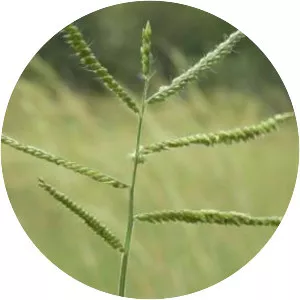 Urochloa