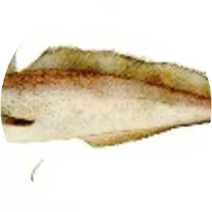 Urophycis brasiliensis - 