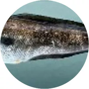 Urophycis floridana - 