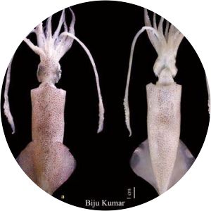 Uroteuthis chinensis