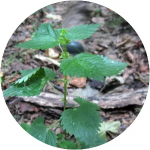 Urtica chamaedryoides - 