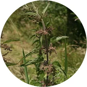 Urtica dioica subsp. galeopsifolia