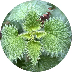 Urtica gracilenta - 
