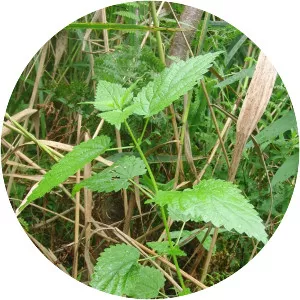 Urtica kioviensis - 