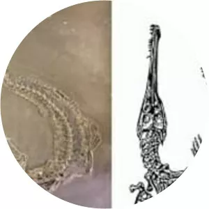 Urweltmuseum Hauff - 