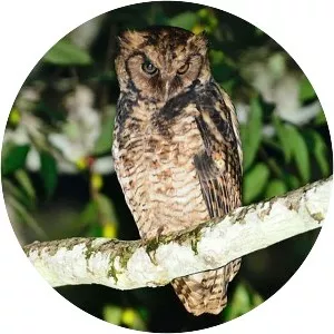 Usambara eagle-owl