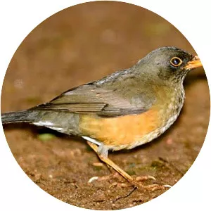 Usambara thrush