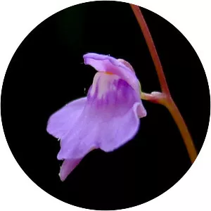 Utricularia amethystina