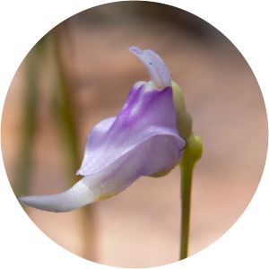 Utricularia caerulea
