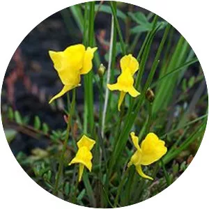 Utricularia cornuta - Plants