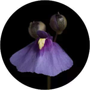 Utricularia dichotoma