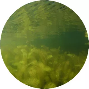 Utricularia floridana