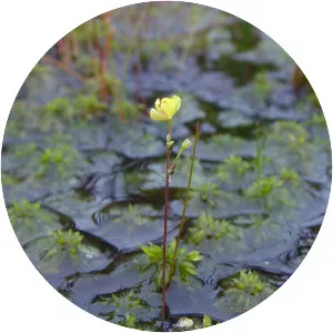 Utricularia geminiscapa - Plants