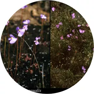 Utricularia inaequalis