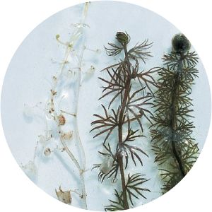 Utricularia intermedia