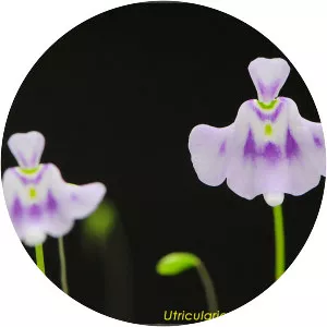 Utricularia microcalyx