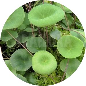 Utricularia nelumbifolia