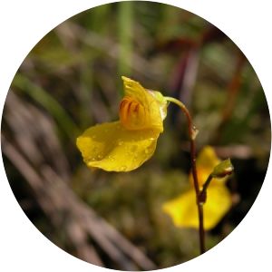 Utricularia ochroleuca - Plant