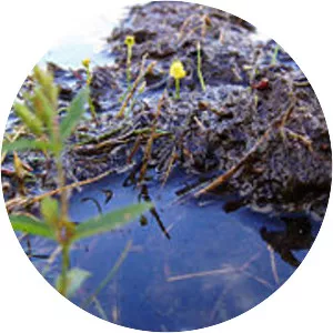 Utricularia olivacea