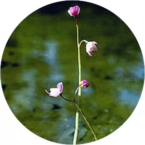 Utricularia purpurea