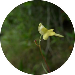 Utricularia pusilla