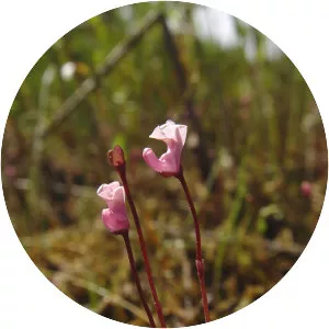 Utricularia resupinata