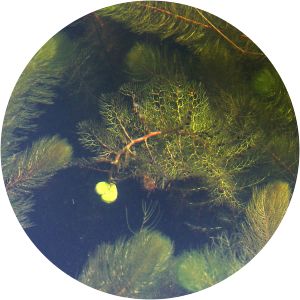 Utricularia vulgaris photograph