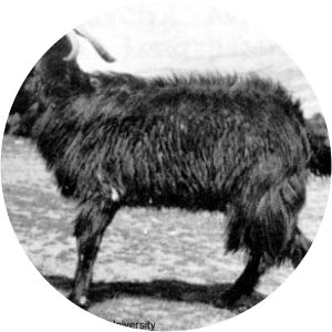 Uzbek Black goat